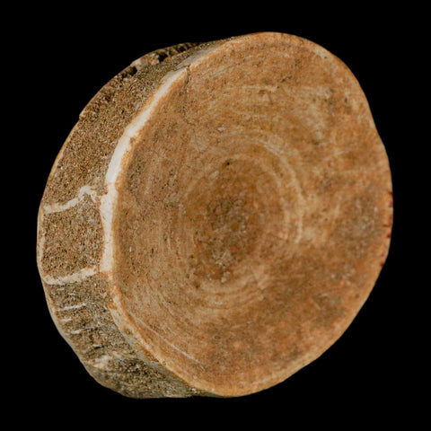 60MM Otodus Obliquus Shark Vertebrae Fossil Bone In Matrix Morocco COA - Fossil Age Minerals