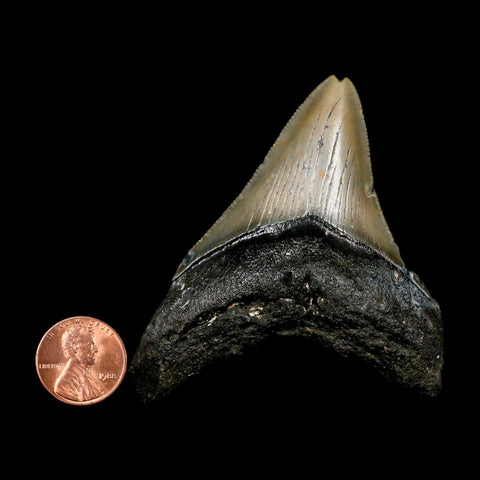 2.9" Quality Megalodon Shark Tooth Serrated Fossil Natural Miocene Age COA