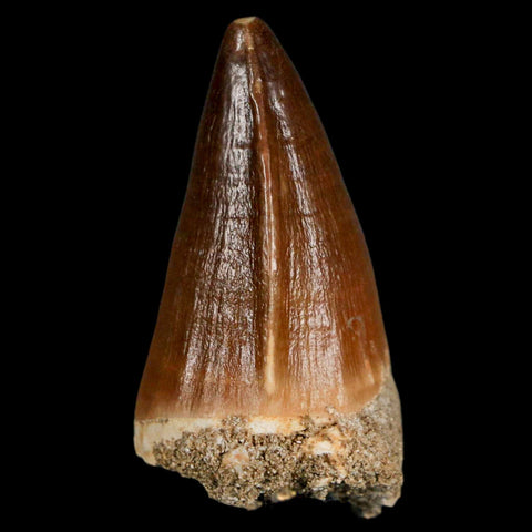 XL 2.1" Mosasaur Prognathodon Fossil Tooth Cretaceous Dinosaur Era COA & Stand - Fossil Age Minerals