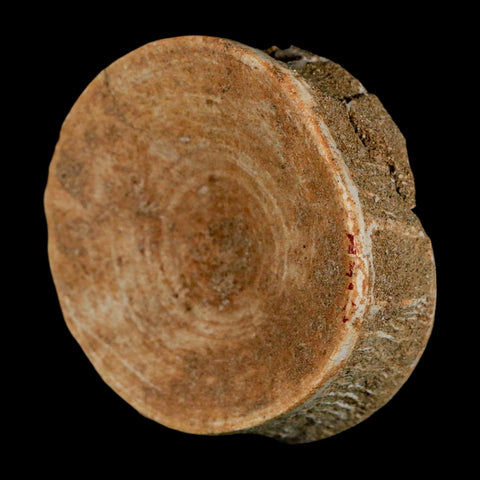 60MM Otodus Obliquus Shark Vertebrae Fossil Bone In Matrix Morocco COA - Fossil Age Minerals