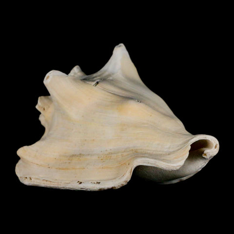 3" Strombus Bubonius Fossil Shell Gastropod Pliocene Age Almeria, Spain - Fossil Age Minerals