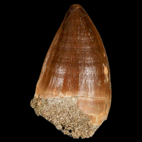 XL 2.1" Mosasaur Prognathodon Fossil Tooth Cretaceous Dinosaur Era COA & Stand - Fossil Age Minerals