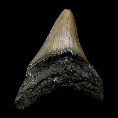 2.9" Quality Megalodon Shark Tooth Serrated Fossil Natural Miocene Age COA