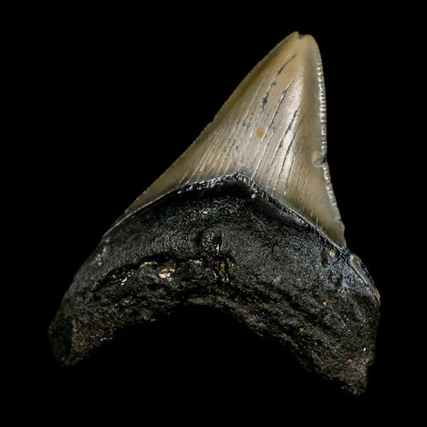 2.9" Quality Megalodon Shark Tooth Serrated Fossil Natural Miocene Age COA