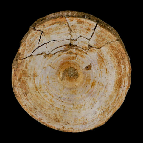 60MM Otodus Obliquus Shark Vertebrae Fossil Bone In Matrix Morocco COA - Fossil Age Minerals