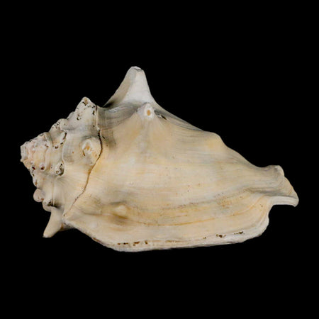 3" Strombus Bubonius Fossil Shell Gastropod Pliocene Age Almeria, Spain