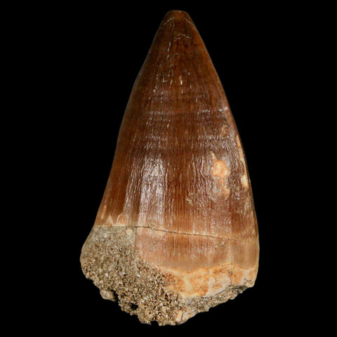 XL 2.1" Mosasaur Prognathodon Fossil Tooth Cretaceous Dinosaur Era COA & Stand - Fossil Age Minerals