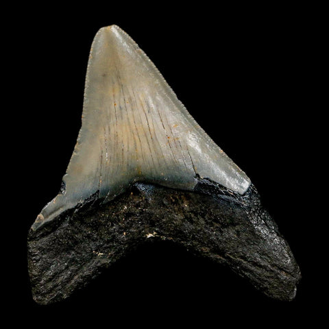 2.9" Quality Megalodon Shark Tooth Serrated Fossil Natural Miocene Age COA