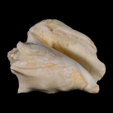 3" Strombus Bubonius Fossil Shell Gastropod Pliocene Age Almeria, Spain - Fossil Age Minerals