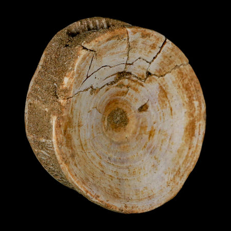 60MM Otodus Obliquus Shark Vertebrae Fossil Bone In Matrix Morocco COA