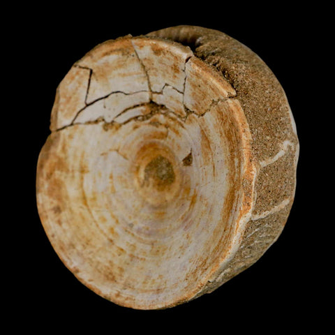 60MM Otodus Obliquus Shark Vertebrae Fossil Bone In Matrix Morocco COA - Fossil Age Minerals