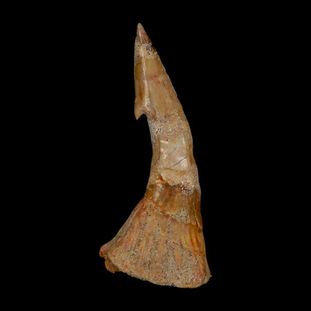 XL 2.8" Sawfish Fossil Tooth Barb Onchopristis Numidus Cretaceous Dinosaur Era COA