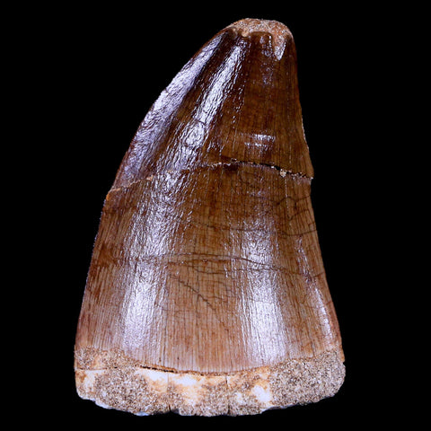 1.9" Mosasaur Prognathodon Fossil Tooth Cretaceous Dinosaur Era COA & Stand - Fossil Age Minerals