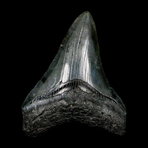 2.8" Quality Megalodon Shark Tooth Serrated Fossil Natural Miocene Age COA