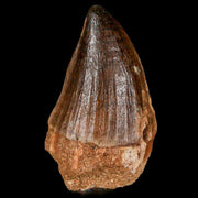 XL 2" Mosasaur Prognathodon Fossil Tooth Cretaceous Dinosaur Era COA & Stand