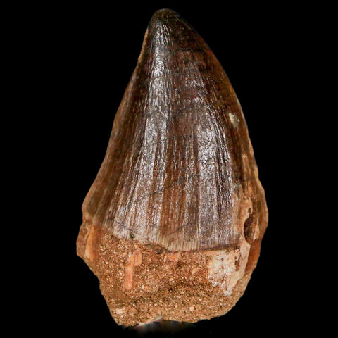 XL 2" Mosasaur Prognathodon Fossil Tooth Cretaceous Dinosaur Era COA & Stand - Fossil Age Minerals