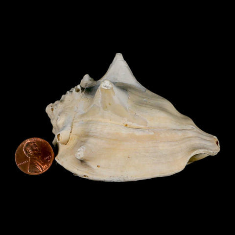 3.5" Strombus Bubonius Fossil Shell Gastropod Pliocene Age Almeria, Spain - Fossil Age Minerals