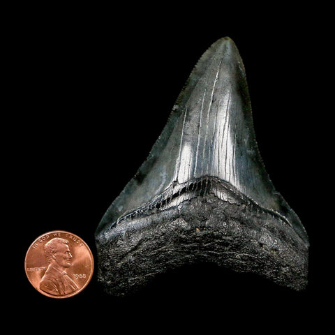 2.8" Quality Megalodon Shark Tooth Serrated Fossil Natural Miocene Age COA