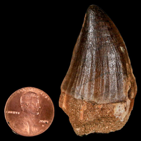 XL 2" Mosasaur Prognathodon Fossil Tooth Cretaceous Dinosaur Era COA & Stand - Fossil Age Minerals