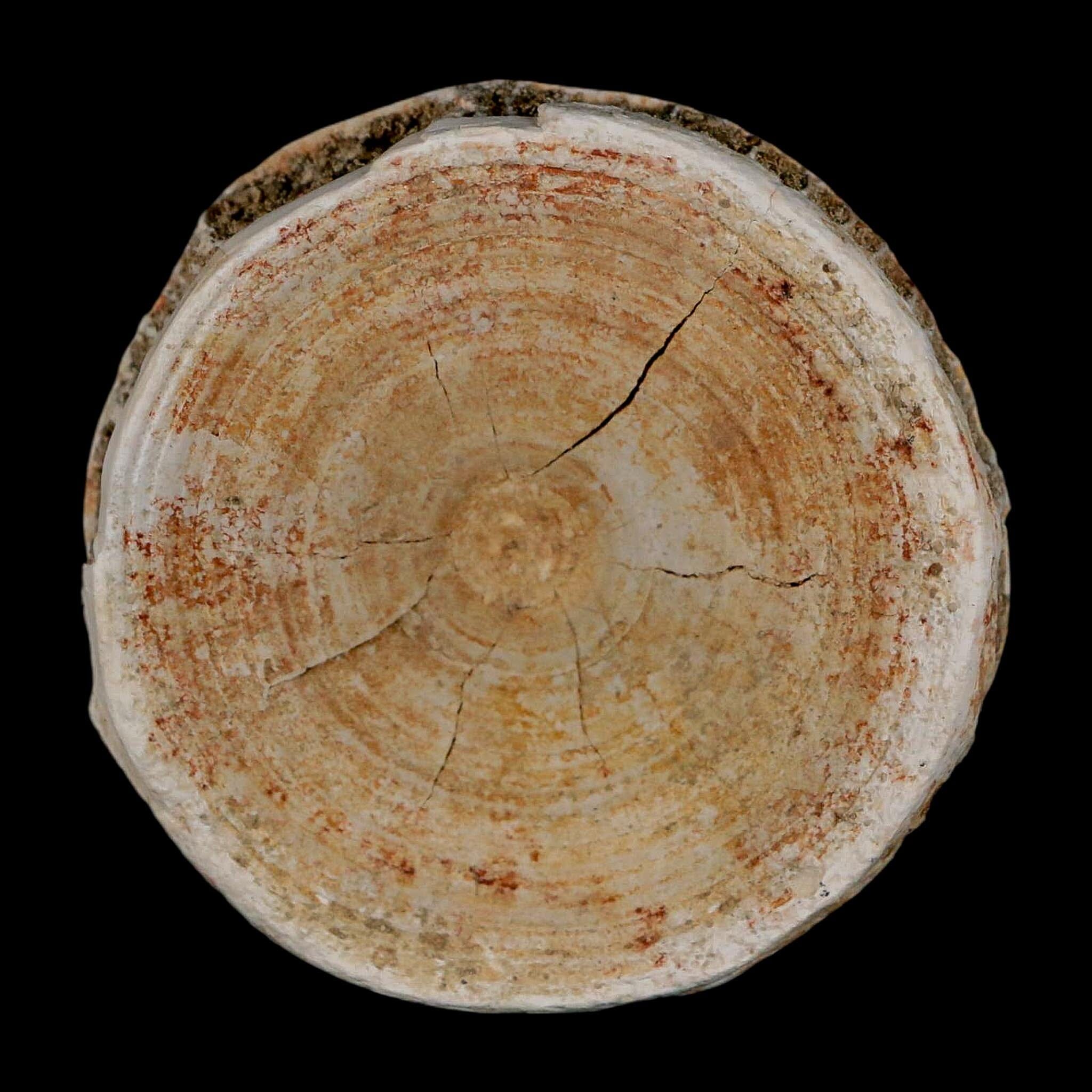 57MM Otodus Obliquus Shark Vertebrae Fossil Bone In Matrix Morocco COA - Fossil Age Minerals