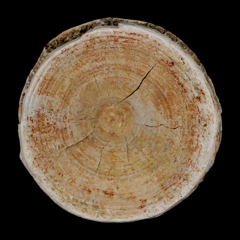 57MM Otodus Obliquus Shark Vertebrae Fossil Bone In Matrix Morocco COA - Fossil Age Minerals