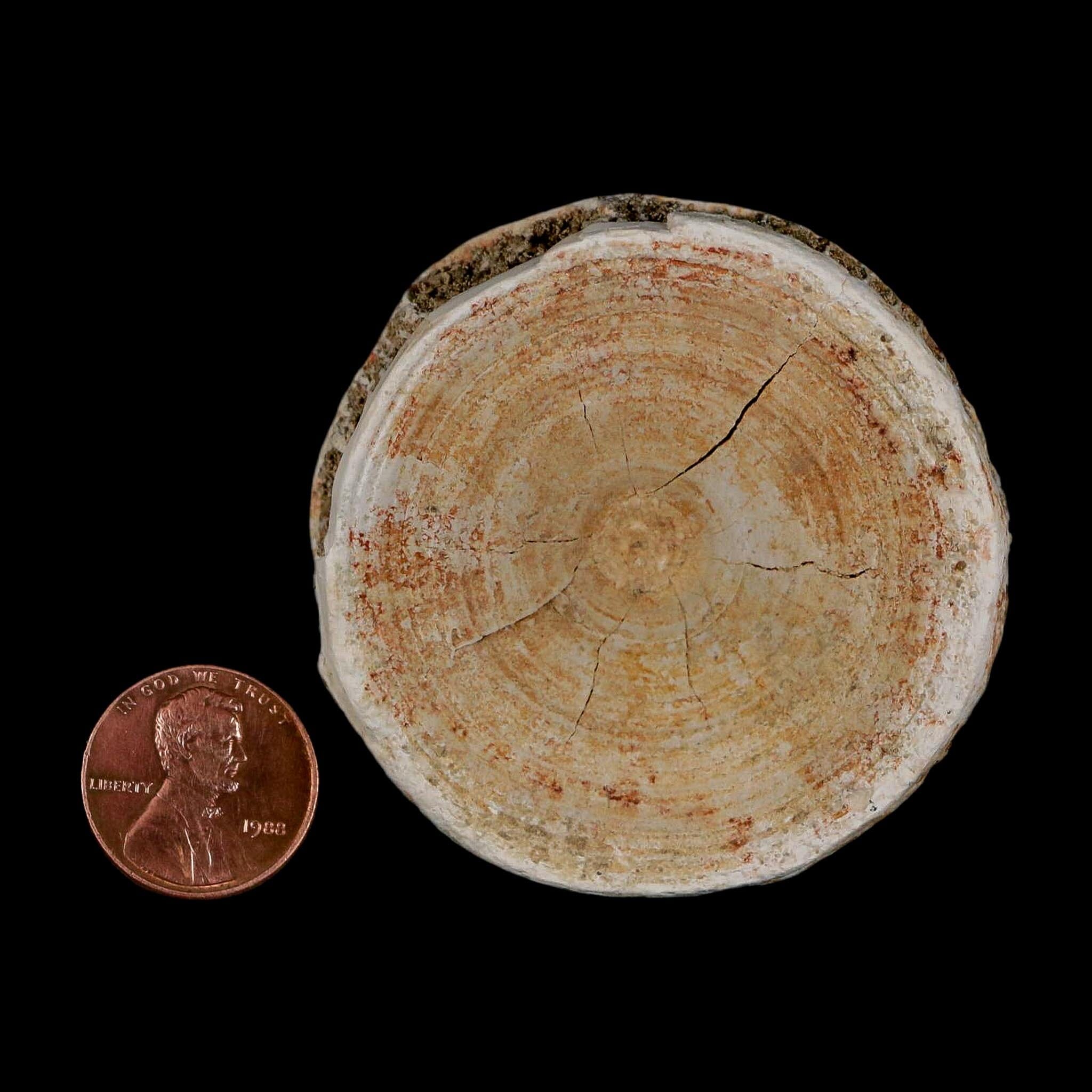 57MM Otodus Obliquus Shark Vertebrae Fossil Bone In Matrix Morocco COA - Fossil Age Minerals