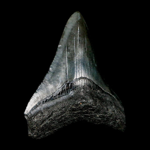 2.8" Quality Megalodon Shark Tooth Serrated Fossil Natural Miocene Age COA