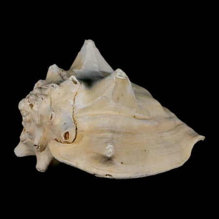 3.5" Strombus Bubonius Fossil Shell Gastropod Pliocene Age Almeria, Spain