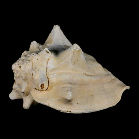 3.5" Strombus Bubonius Fossil Shell Gastropod Pliocene Age Almeria, Spain - Fossil Age Minerals