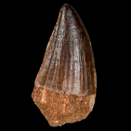 XL 2" Mosasaur Prognathodon Fossil Tooth Cretaceous Dinosaur Era COA & Stand