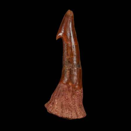 XL 2.8" Sawfish Fossil Tooth Barb Onchopristis Numidus Cretaceous Dinosaur Era COA