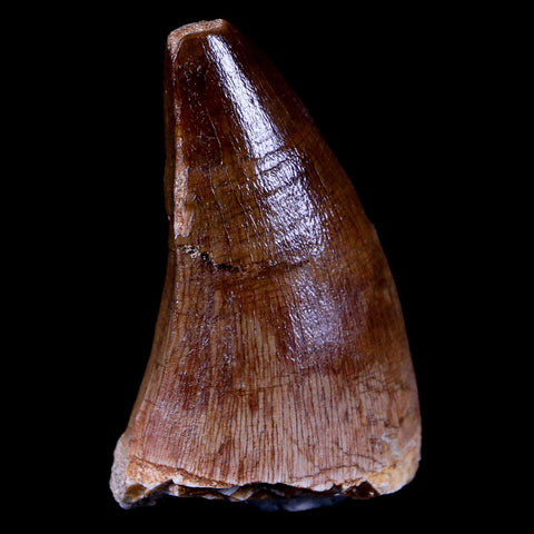 1.9" Mosasaur Prognathodon Fossil Tooth Cretaceous Dinosaur Era COA & Stand - Fossil Age Minerals