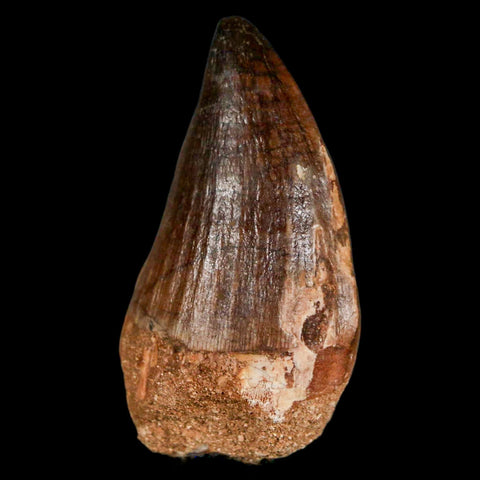 XL 2" Mosasaur Prognathodon Fossil Tooth Cretaceous Dinosaur Era COA & Stand - Fossil Age Minerals
