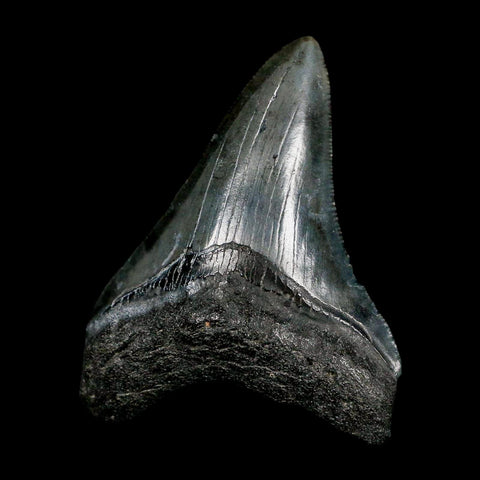 2.8" Quality Megalodon Shark Tooth Serrated Fossil Natural Miocene Age COA