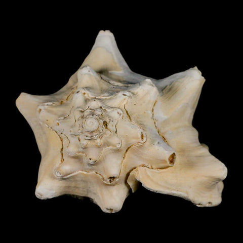 3.5" Strombus Bubonius Fossil Shell Gastropod Pliocene Age Almeria, Spain - Fossil Age Minerals