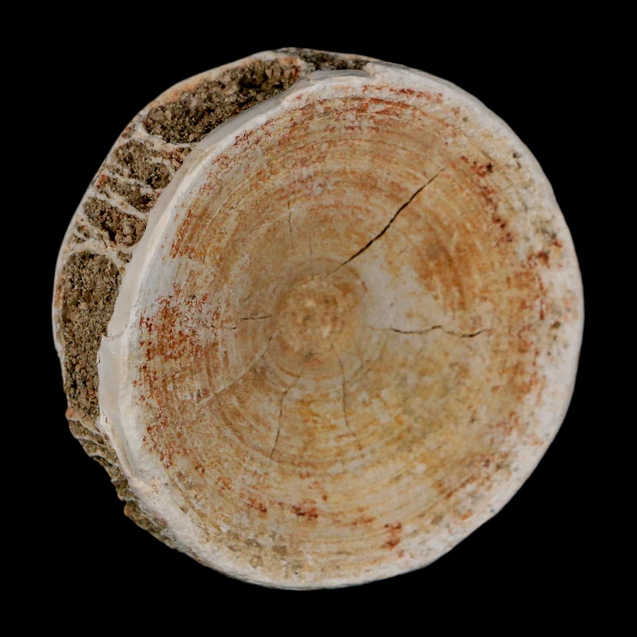 57MM Otodus Obliquus Shark Vertebrae Fossil Bone In Matrix Morocco COA - Fossil Age Minerals