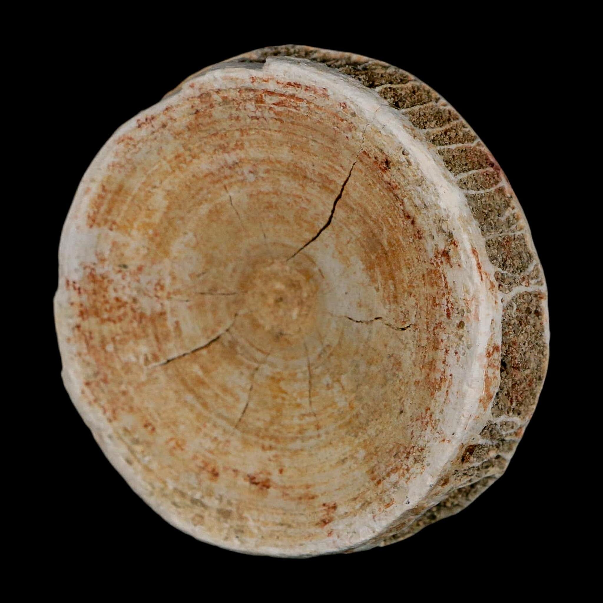 57MM Otodus Obliquus Shark Vertebrae Fossil Bone In Matrix Morocco COA - Fossil Age Minerals