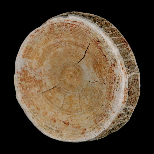57MM Otodus Obliquus Shark Vertebrae Fossil Bone In Matrix Morocco COA