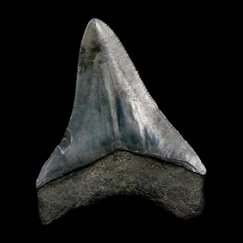 2.8" Quality Megalodon Shark Tooth Serrated Fossil Natural Miocene Age COA