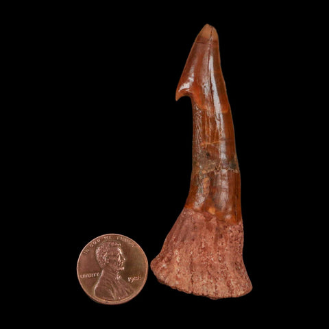 XL 2.8" Sawfish Fossil Tooth Barb Onchopristis Numidus Cretaceous Dinosaur Era COA - Fossil Age Minerals