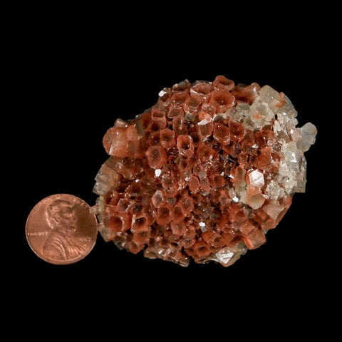 2.4" Aragonite Mineral Two Tone Crystal Cluster Specimen Tazouta Morocco - Fossil Age Minerals