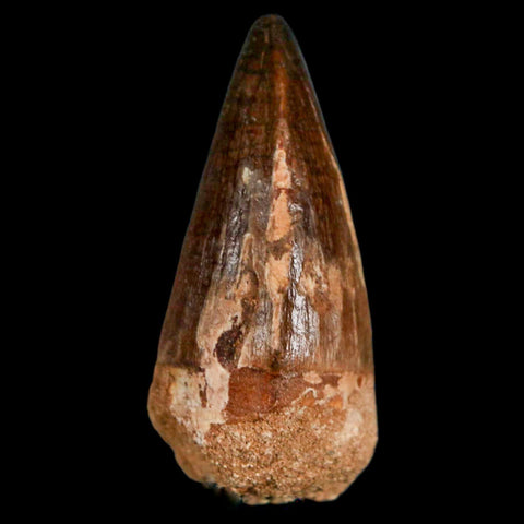 XL 2" Mosasaur Prognathodon Fossil Tooth Cretaceous Dinosaur Era COA & Stand - Fossil Age Minerals