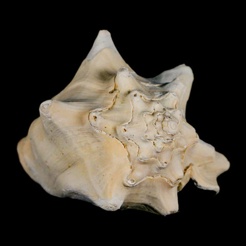 3.5" Strombus Bubonius Fossil Shell Gastropod Pliocene Age Almeria, Spain - Fossil Age Minerals
