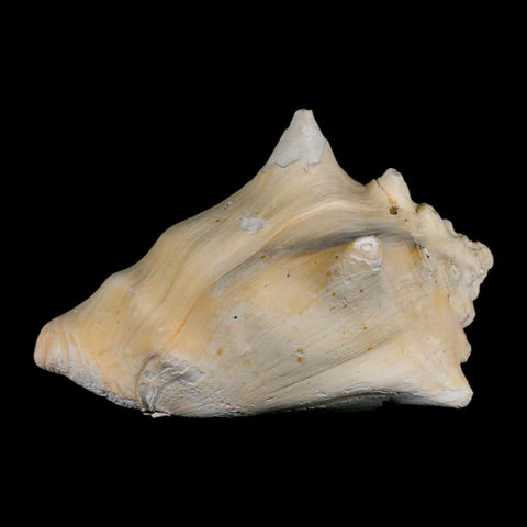 3.5" Strombus Bubonius Fossil Shell Gastropod Pliocene Age Almeria, Spain - Fossil Age Minerals