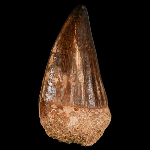 XL 2" Mosasaur Prognathodon Fossil Tooth Cretaceous Dinosaur Era COA & Stand - Fossil Age Minerals