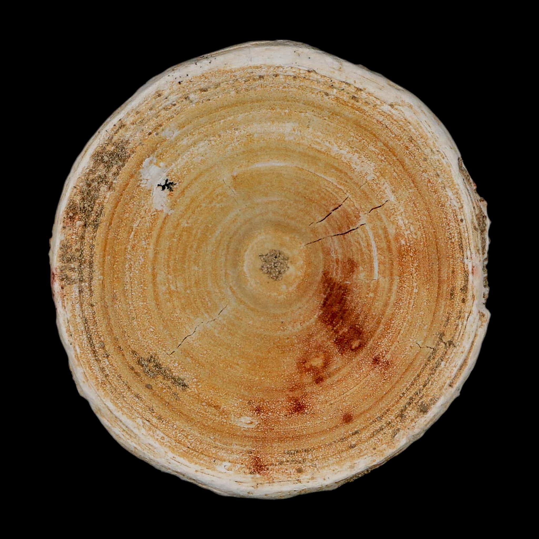 57MM Otodus Obliquus Shark Vertebrae Fossil Bone In Matrix Morocco COA - Fossil Age Minerals