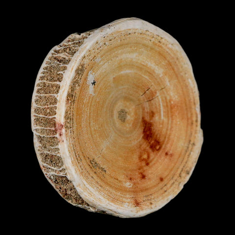 57MM Otodus Obliquus Shark Vertebrae Fossil Bone In Matrix Morocco COA - Fossil Age Minerals