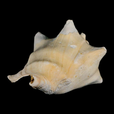 3.5" Strombus Bubonius Fossil Shell Gastropod Pliocene Age Almeria, Spain - Fossil Age Minerals