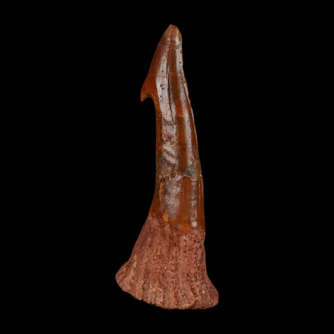 XL 2.8" Sawfish Fossil Tooth Barb Onchopristis Numidus Cretaceous Dinosaur Era COA - Fossil Age Minerals