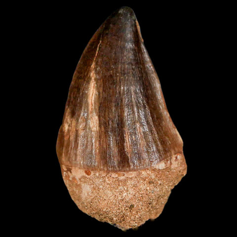 XL 2" Mosasaur Prognathodon Fossil Tooth Cretaceous Dinosaur Era COA & Stand - Fossil Age Minerals